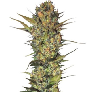 Lithium OG Kush (Nirvana Seeds) Lithium OG Kush (Nirvana Seeds)