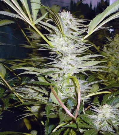 Malakoff fem (Medical Seeds) Malakoff fem (Medical Seeds) — изображение 2