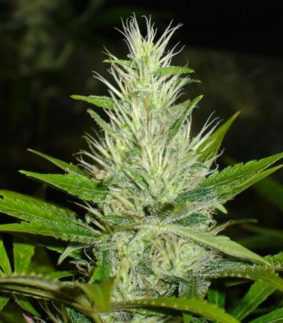 Malakoff fem (Medical Seeds) Malakoff fem (Medical Seeds) — изображение 3