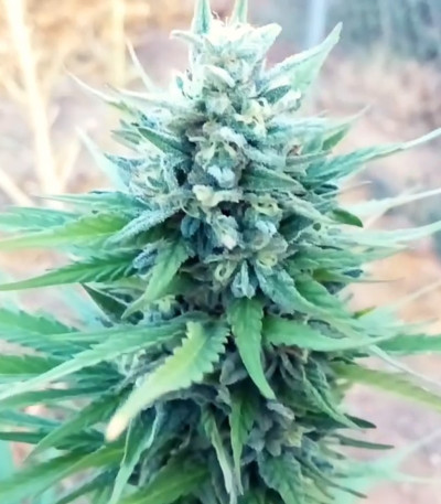 Семена сорта Marmalate Early Version fem (Delicious Seeds) Семена сорта Marmalate Early Version fem (Delicious Seeds) — изображение 3