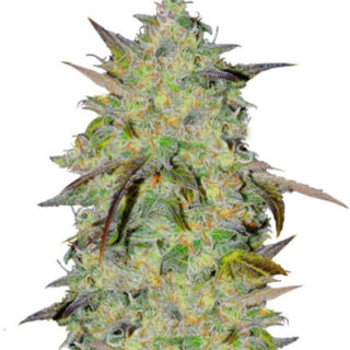 Семена сорта Marmalate Early Version fem (Delicious Seeds)