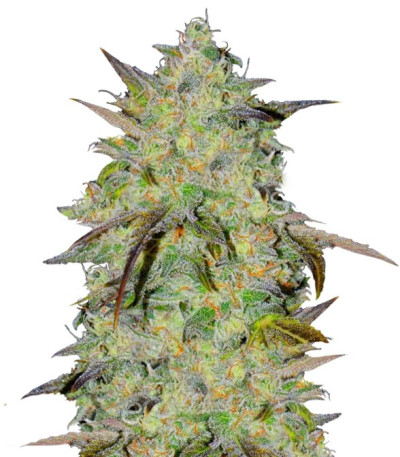 Семена сорта Marmalate Early Version fem (Delicious Seeds) Семена сорта Marmalate Early Version fem (Delicious Seeds)