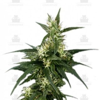Neville's Haze fem (GHS) Neville's Haze fem (GHS)