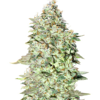 Семена сорта OG Kush S.F.V. fem (Advanced Seeds) Семена сорта OG Kush S.F.V. fem (Advanced Seeds)