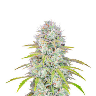 Семена сорта Orange Sherbet Auto fem (FastBuds) Семена сорта Orange Sherbet Auto fem (FastBuds)