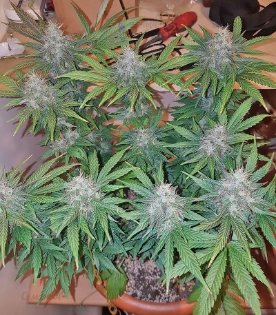 Peyote Cookies fem (Barney's Farm) Peyote Cookies fem (Barney's Farm) — изображение 2