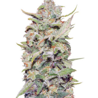Семена сорта Peyote Critical (Barney's Farm)