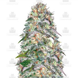 Parmesan fem (Victory Seeds) Parmesan fem (Victory Seeds)