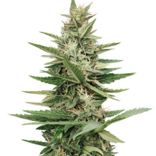 Семена сорта Purple Haze Auto fem (Original Sensible Seeds) Семена сорта Purple Haze Auto fem (Original Sensible Seeds)