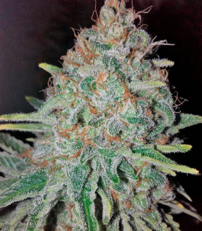 Семена сорта Raspberry Cough fem (Nirvana Seeds) Семена сорта Raspberry Cough fem (Nirvana Seeds) — изображение 3