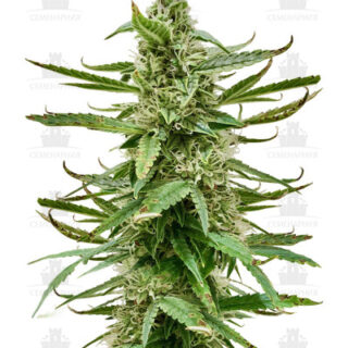 Runtz Auto fem (Barney's Farm) Runtz Auto fem (Barney's Farm)