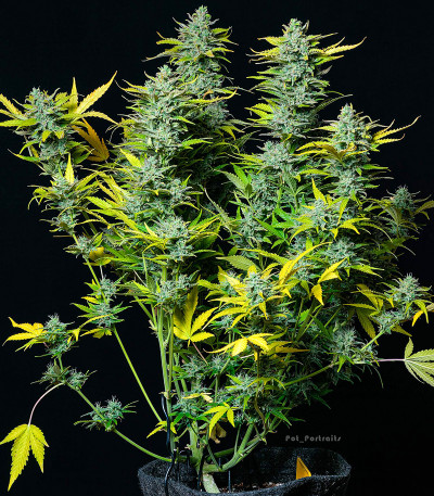 Smoothie Auto fem (FastBuds) Smoothie Auto fem (FastBuds) — изображение 3