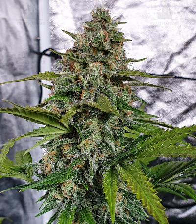 Smoothie Auto fem (FastBuds) Smoothie Auto fem (FastBuds) — изображение 4