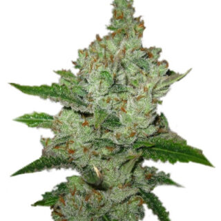 Семена сорта Super Lemon Haze fem (GHS)