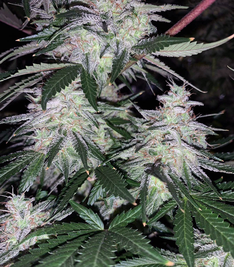 Семена сорта Sweet ZZ fem (Sweet Zkittlez) (RQS) Семена сорта Sweet ZZ fem (Sweet Zkittlez) (RQS) — изображение 3