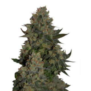 Tutankhamon fem (Pyramid Seeds) семена конопли Tutankhamon fem (Pyramid Seeds) семена конопли