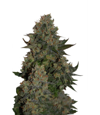 Tutankhamon fem (Pyramid Seeds) семена конопли Tutankhamon fem (Pyramid Seeds) семена конопли