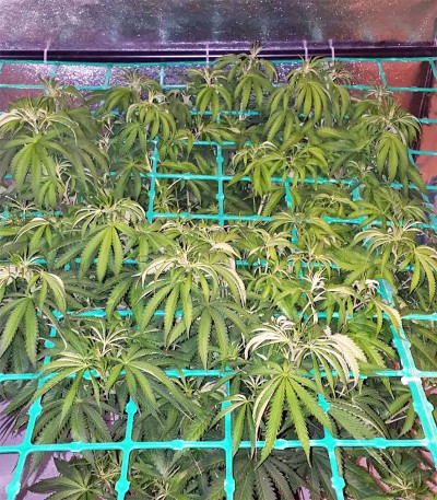 Семена сорта Zkittzy Gorilla fem (Original Sensible Seeds) Семена сорта Zkittzy Gorilla fem (Original Sensible Seeds) — изображение 2