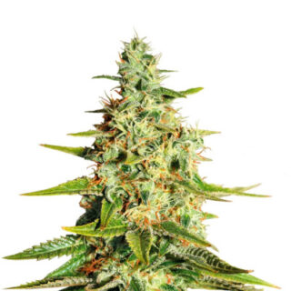 Acapulco Gold (Barney's Farm) семена конопли