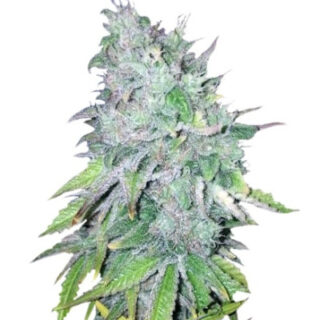 Семена сорта AK-48 regular (Nirvana Seeds) Семена сорта AK-48 regular (Nirvana Seeds)
