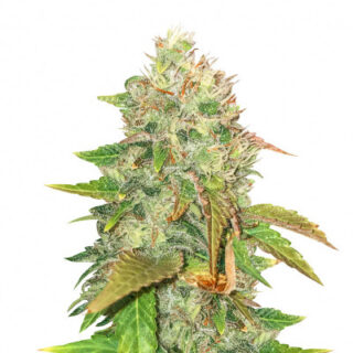 American Pie fem (Pyramid Seeds) American Pie fem (Pyramid Seeds)