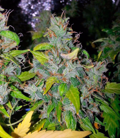 Семена сорта Auto Lennon fem (Pyramid Seeds) Семена сорта Auto Lennon fem (Pyramid Seeds) — изображение 5