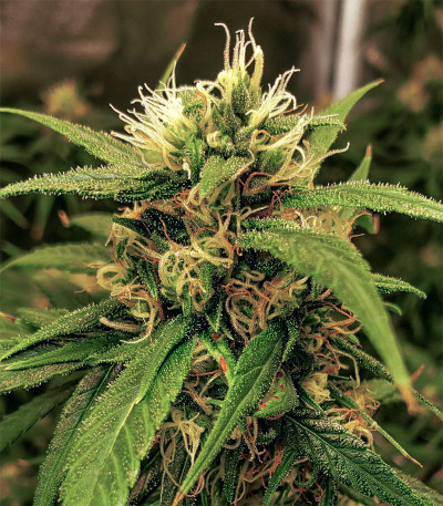 Blueberry OG fem (Barney's Farm) Blueberry OG fem (Barney's Farm) — изображение 3