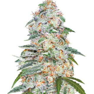 Сорт Blue Dream (Blue Dream'matic) Auto fem (FastBuds)