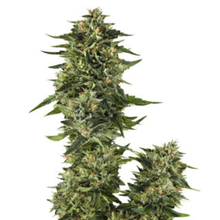Семена сорта Bruce Banner #3 Fast fem (Original Sensible Seeds) Семена сорта Bruce Banner #3 Fast fem (Original Sensible Seeds)