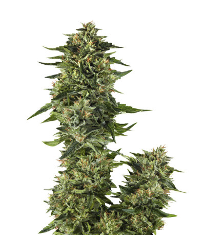 Семена сорта Bruce Banner #3 Fast fem (Original Sensible Seeds) Семена сорта Bruce Banner #3 Fast fem (Original Sensible Seeds)