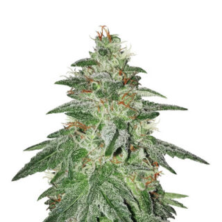 Bruce Banner #3 fem (Original Sensible Seeds) Bruce Banner #3 fem (Original Sensible Seeds)