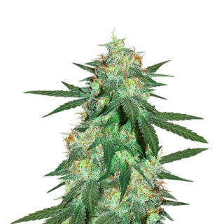 Bruce Banner Auto (Cali Buds Seeds) семена конопли