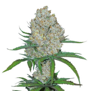 C4 auto fem (FastBuds) семена конопли C4 auto fem (FastBuds) семена конопли