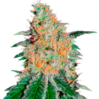 Сорт CBD JAM fem (Delicious Seeds)