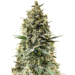 Сорт Chocobang fem (Delicious Seeds)