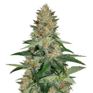 Delicious Candy Early Version fem (Delicious Seeds) Delicious Candy Early Version fem (Delicious Seeds)