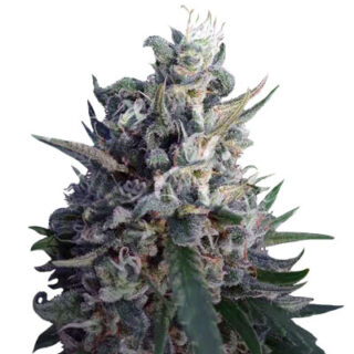 Eleven Roses fem (Delicious Seeds) семена конопли Eleven Roses fem (Delicious Seeds) семена конопли