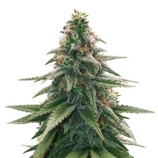 Семена сорта Gorilla Glue #4 fem (Original Sensible Seeds)