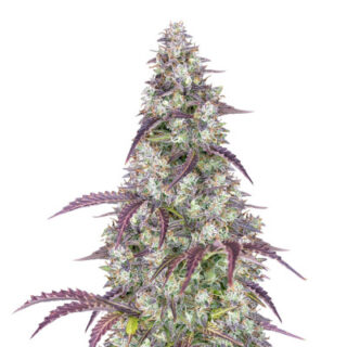 Семена сорта Lemon Pie Auto fem (FastBuds) Семена сорта Lemon Pie Auto fem (FastBuds)
