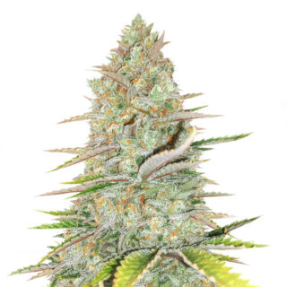 Сорт Monster Gelato Auto fem (Monster Genetics) Сорт Monster Gelato Auto fem (Monster Genetics)