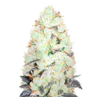 NHL Diesel (NYV Diesel) fem (Victory Seeds) NHL Diesel (NYV Diesel) fem (Victory Seeds)