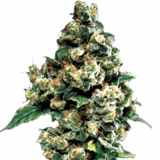 Jack Herer (GHS) семена конопли