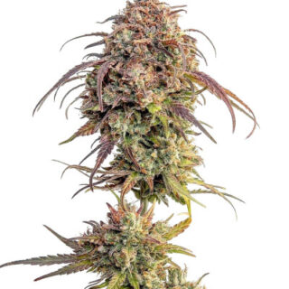 Purple Punch fem (Barney's Farm) Purple Punch fem (Barney's Farm)