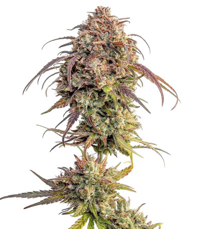 Purple Punch fem (Barney's Farm) Purple Punch fem (Barney's Farm)