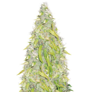 Сорт Rock Machine Auto fem (Doctor’s Choiсe) Сорт Rock Machine Auto fem (Doctor’s Choiсe)