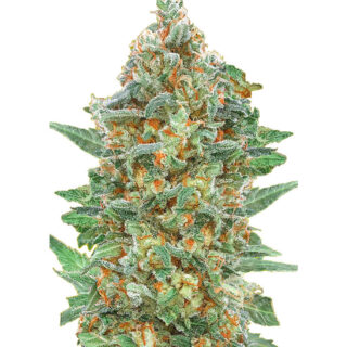 Семена сорта Auto Critical Lemon CBD fem (Advanced Seeds) Семена сорта Auto Critical Lemon CBD fem (Advanced Seeds)
