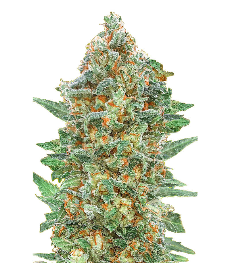 Семена сорта Auto Critical Lemon CBD fem (Advanced Seeds) Семена сорта Auto Critical Lemon CBD fem (Advanced Seeds)