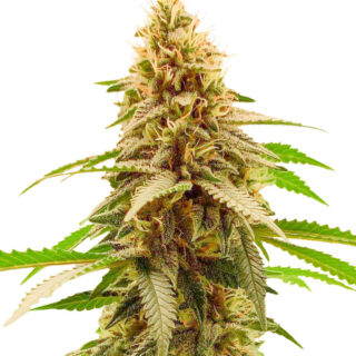 Семена сорта Cherry Pie fem (Advanced Seeds) Семена сорта Cherry Pie fem (Advanced Seeds)