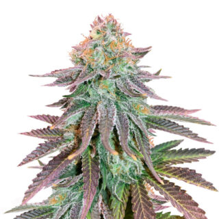 Cookies Purple Punch fem (Medical Seeds) Cookies Purple Punch fem (Medical Seeds)