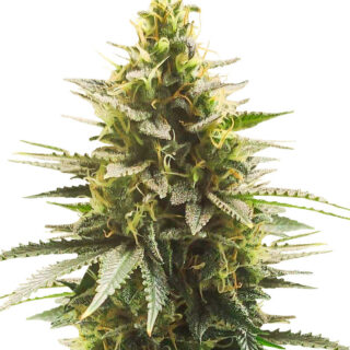 Семена сорта Gelato #33 Fast fem (Advanced Seeds) Семена сорта Gelato #33 Fast fem (Advanced Seeds)